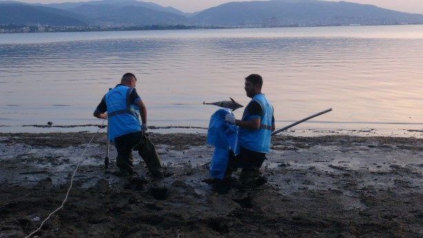 Foto - Marmara Denizi'nde endişelendiren görüntü! Ölü halde kıyıya vurdu
