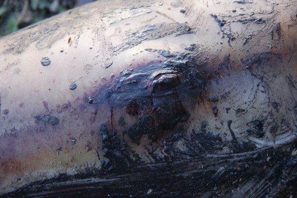 Foto - Marmara Denizi'nde endişelendiren görüntü! Ölü halde kıyıya vurdu