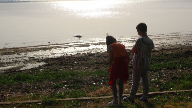 Foto - Marmara Denizi'nde endişelendiren görüntü! Ölü halde kıyıya vurdu