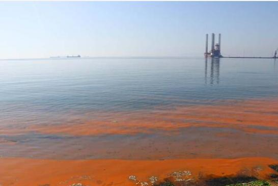 Foto - Marmara Denizi'nde korkutan görüntü