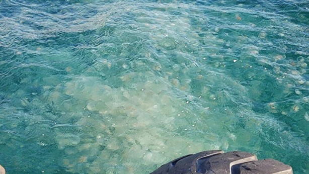 Foto - Marmara Denizi'nde tedirgin eden görüntü! Uzmanlar açıkladı: Büyük tehlike!