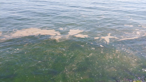 Foto - Marmara'da korkutan görüntü