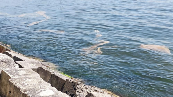 Foto - Marmara'da korkutan görüntü