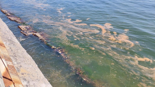 Foto - Marmara'da korkutan görüntü