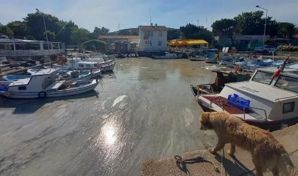 Foto - Marmara’da korkutan görüntü! Müsilaj adalara da sıçradı