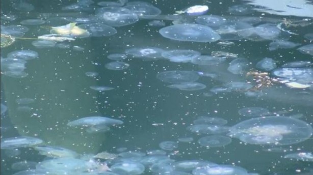 Marmara'da müsilaj sonrası denizanası tehlikesi