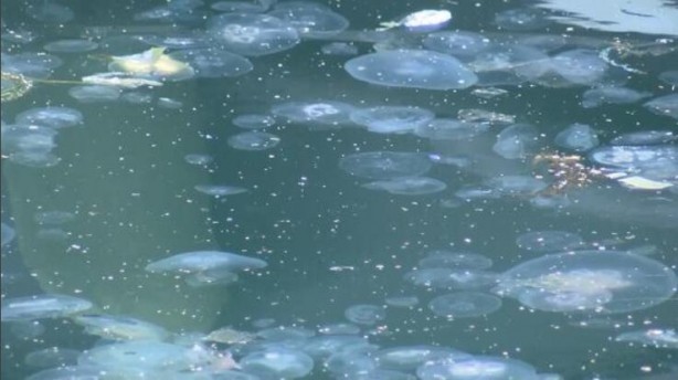 Foto - Marmara'da müsilaj sonrası denizanası tehlikesi