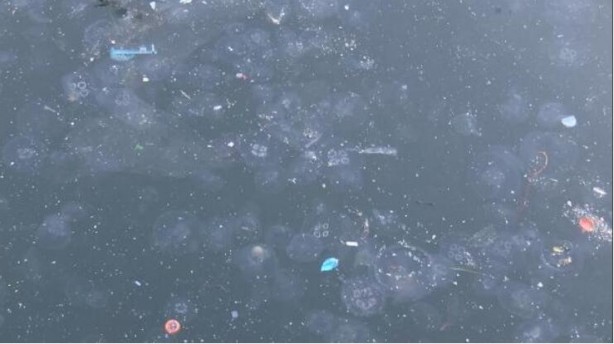 Foto - Marmara'da müsilaj sonrası denizanası tehlikesi