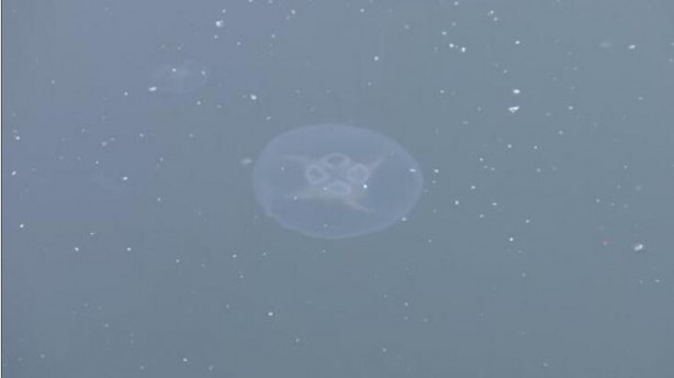 Foto - Marmara'da müsilaj sonrası denizanası tehlikesi