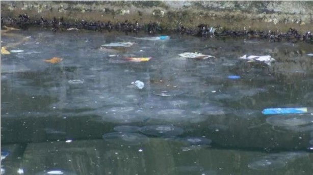 Foto - Marmara'da müsilaj sonrası denizanası tehlikesi