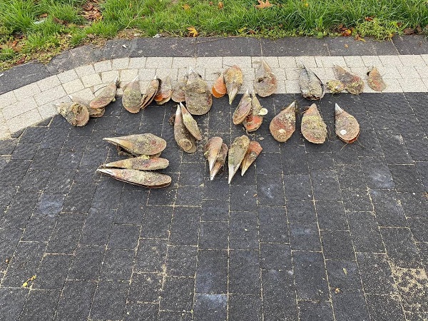 Foto - Marmara'nın umuduydu! Tek tek ölüyorlar