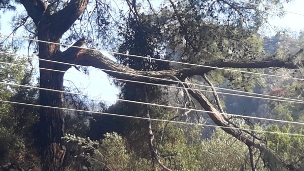 Marmaris'te korkutan orman yangınının çıkış sebebi belli oldu