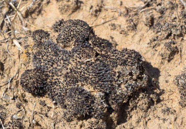 Foto - Mars’ı yeşertecek yosun Çin'de araştırıldı