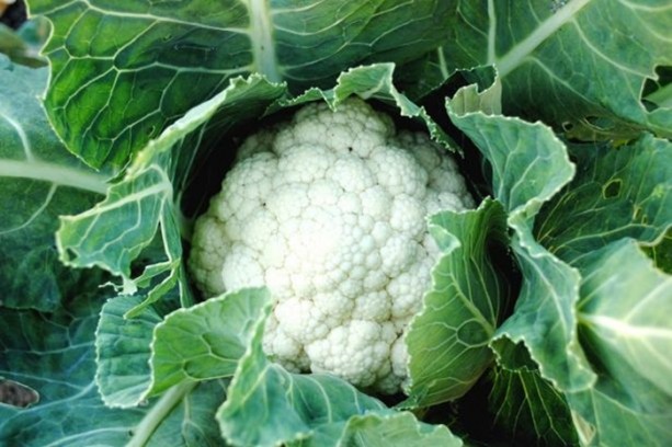 Foto - Mart ayında bu besinleri tüketin!