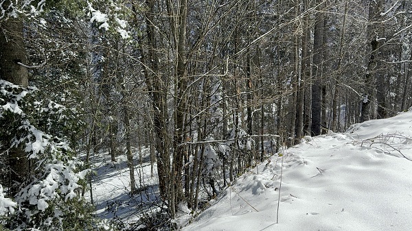 Foto - Mart kapıdan baktırdı ortaya bu manzara çıktı