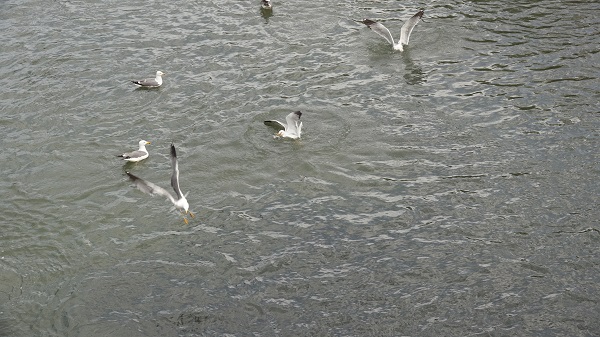 Foto - Martılar inci kefallerini böyle bekliyor