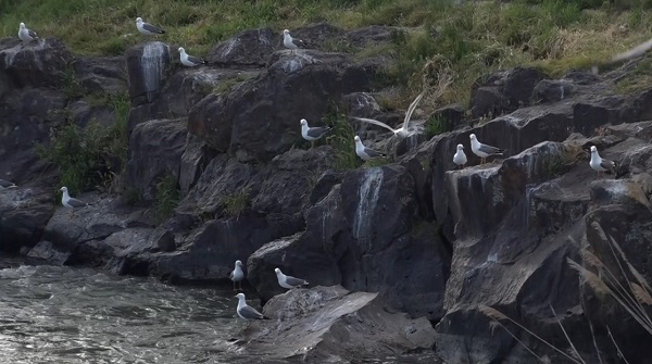Foto - Martılar inci kefallerini böyle bekliyor