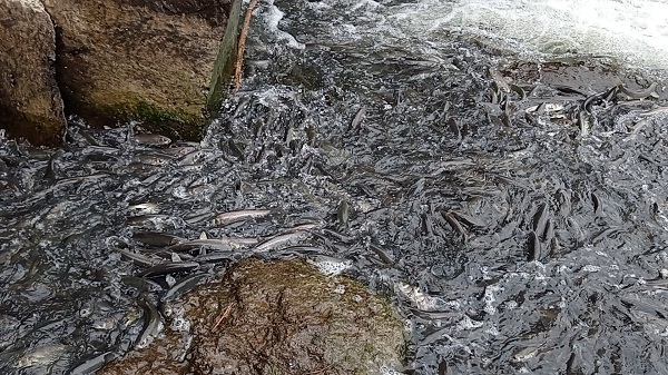 Foto - Martılar inci kefallerini böyle bekliyor