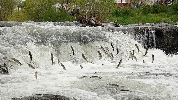 Foto - Martılar inci kefallerini böyle bekliyor