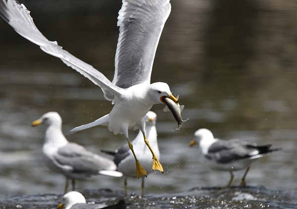 Foto - Martılarla balıkların büyük savaşı! Bu balıkları yalnızca martılar avlayabiliyor