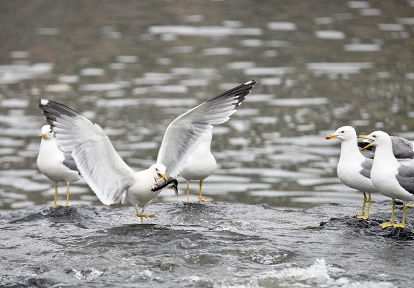 Foto - Martılarla balıkların büyük savaşı! Bu balıkları yalnızca martılar avlayabiliyor