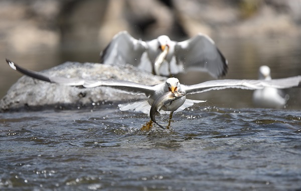 Foto - Martılarla balıkların büyük savaşı! Bu balıkları yalnızca martılar avlayabiliyor