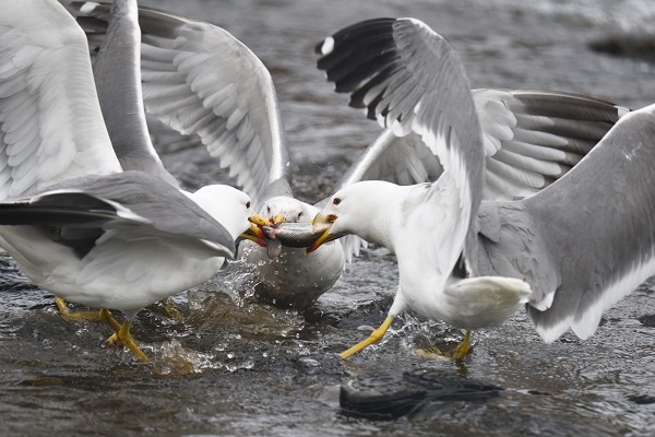 Foto - Martılarla balıkların büyük savaşı! Bu balıkları yalnızca martılar avlayabiliyor