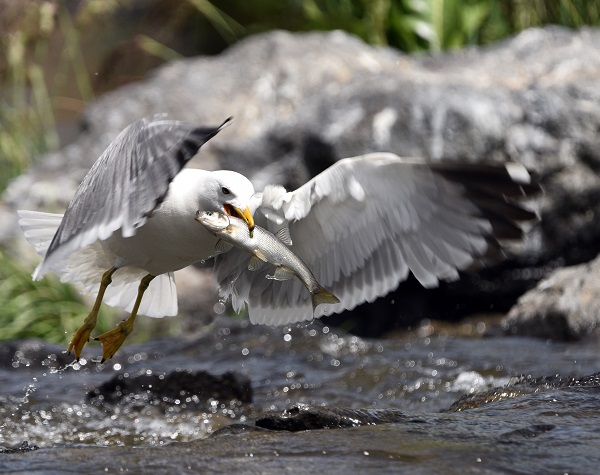Foto - Martılarla balıkların büyük savaşı! Bu balıkları yalnızca martılar avlayabiliyor