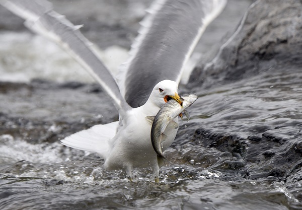 Foto - Martılarla balıkların büyük savaşı! Bu balıkları yalnızca martılar avlayabiliyor