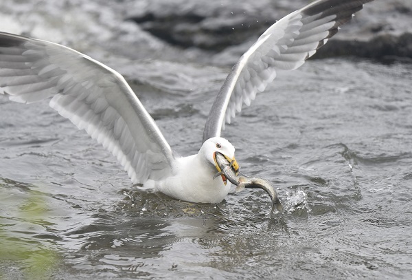 Foto - Martılarla balıkların büyük savaşı! Bu balıkları yalnızca martılar avlayabiliyor