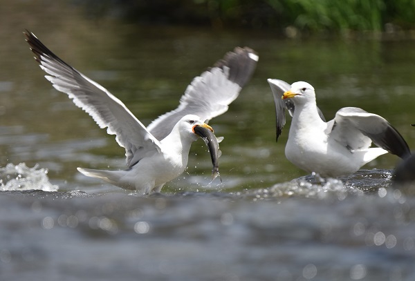 Foto - Martılarla balıkların büyük savaşı! Bu balıkları yalnızca martılar avlayabiliyor