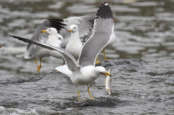 Foto - Martılarla balıkların büyük savaşı! Bu balıkları yalnızca martılar avlayabiliyor