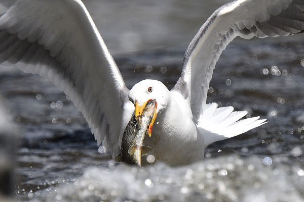 Foto - Martılarla balıkların büyük savaşı! Bu balıkları yalnızca martılar avlayabiliyor