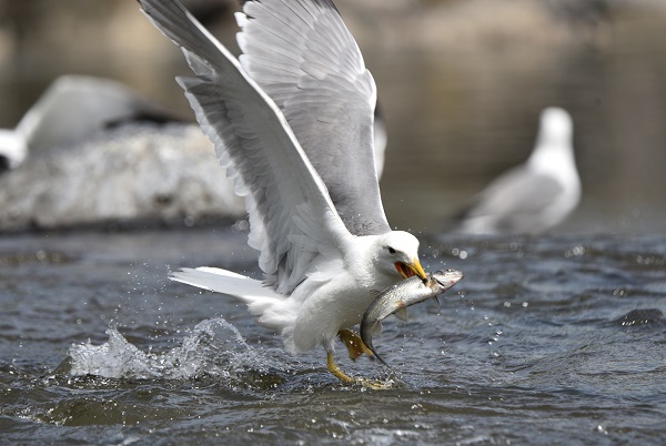 Martılarla balıkların büyük savaşı! Bu balıkları yalnızca martılar avlayabiliyor