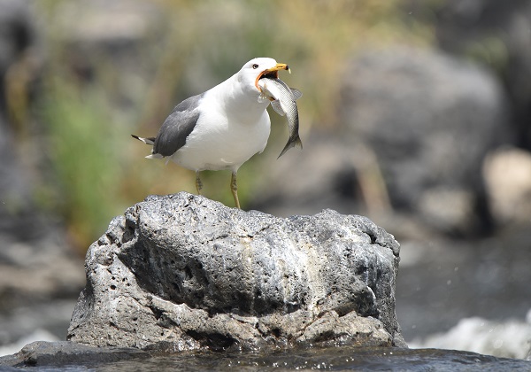 Foto - Martılarla balıkların büyük savaşı! Bu balıkları yalnızca martılar avlayabiliyor