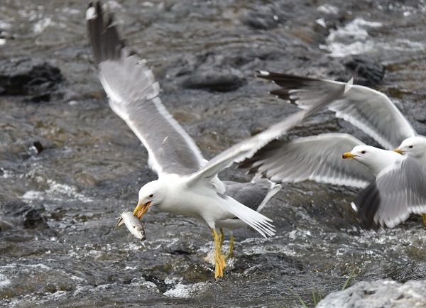 Foto - Martılarla balıkların büyük savaşı! Bu balıkları yalnızca martılar avlayabiliyor