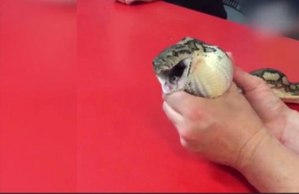 Foto - Masaj yaparak yılanı kusturdular! Çünkü...