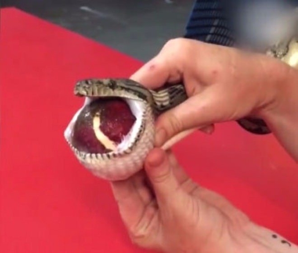 Foto - Masaj yaparak yılanı kusturdular! Çünkü...