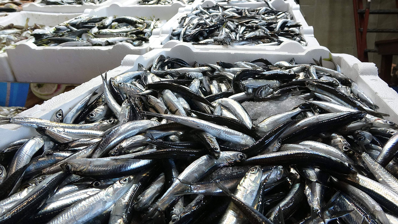 Foto - Maşallah dedirten gelişme! Denizlerimizden fışkırıyor, 20 ülke peşine düştü