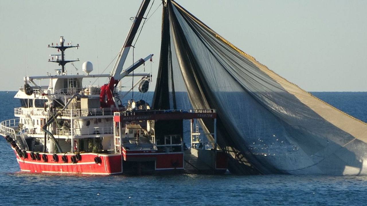 Foto - Maşallah dedirten gelişme! Denizlerimizden fışkırıyor, 20 ülke peşine düştü