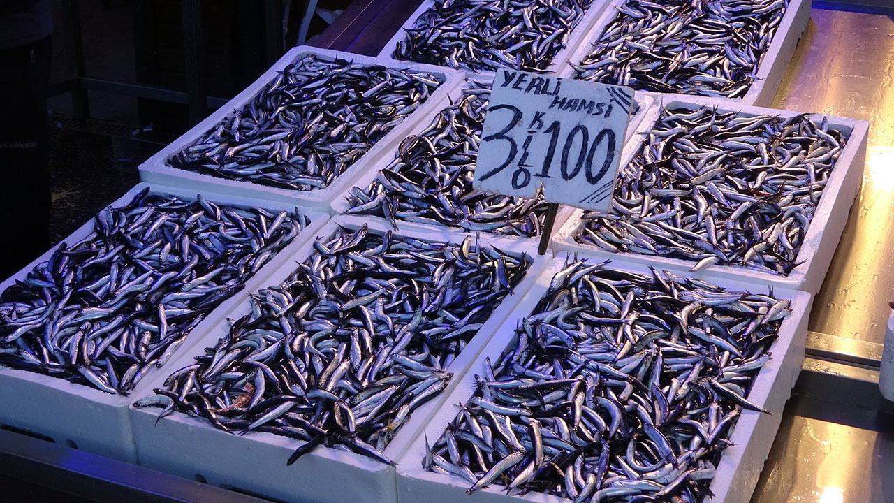 Foto - Maşallah dedirten gelişme! Denizlerimizden fışkırıyor, 20 ülke peşine düştü