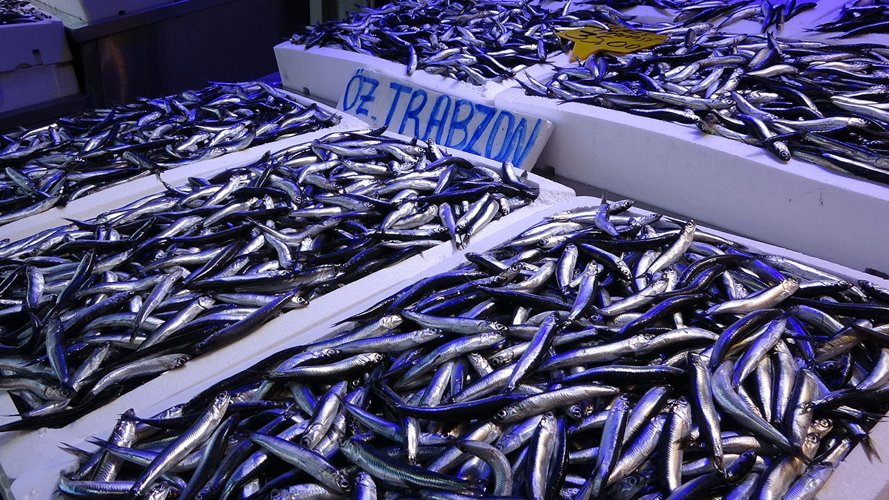 Foto - Maşallah dedirten gelişme! Denizlerimizden fışkırıyor, 20 ülke peşine düştü