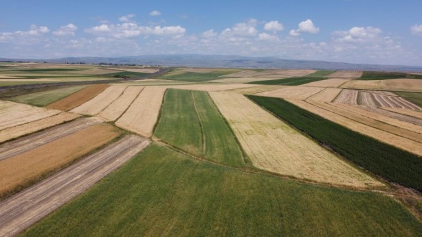 Foto - Maşallah! Tarlalardan bereket fışkırdı