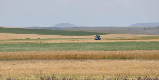 Maşallah! Tarlalardan bereket fışkırdı