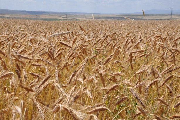 Foto - Maşallah! Tarlalardan bereket fışkırdı