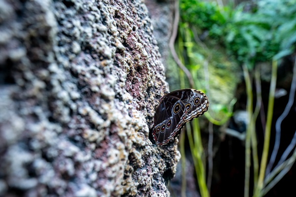 Foto - Masalsı bir rota: Kelebek Bahçesi