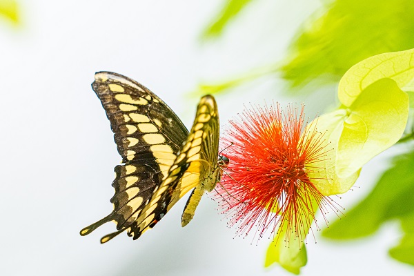 Masalsı bir rota: Kelebek Bahçesi