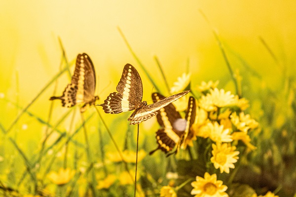 Foto - Masalsı bir rota: Kelebek Bahçesi