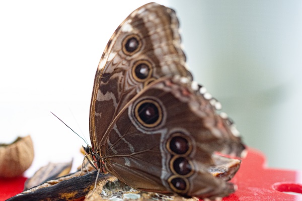 Foto - Masalsı bir rota: Kelebek Bahçesi