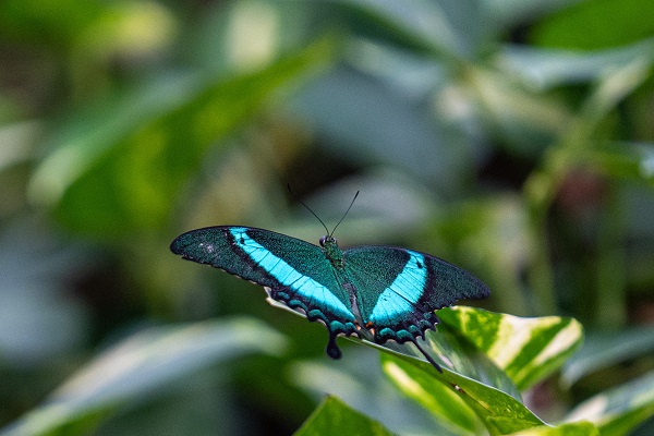 Foto - Masalsı bir rota: Kelebek Bahçesi